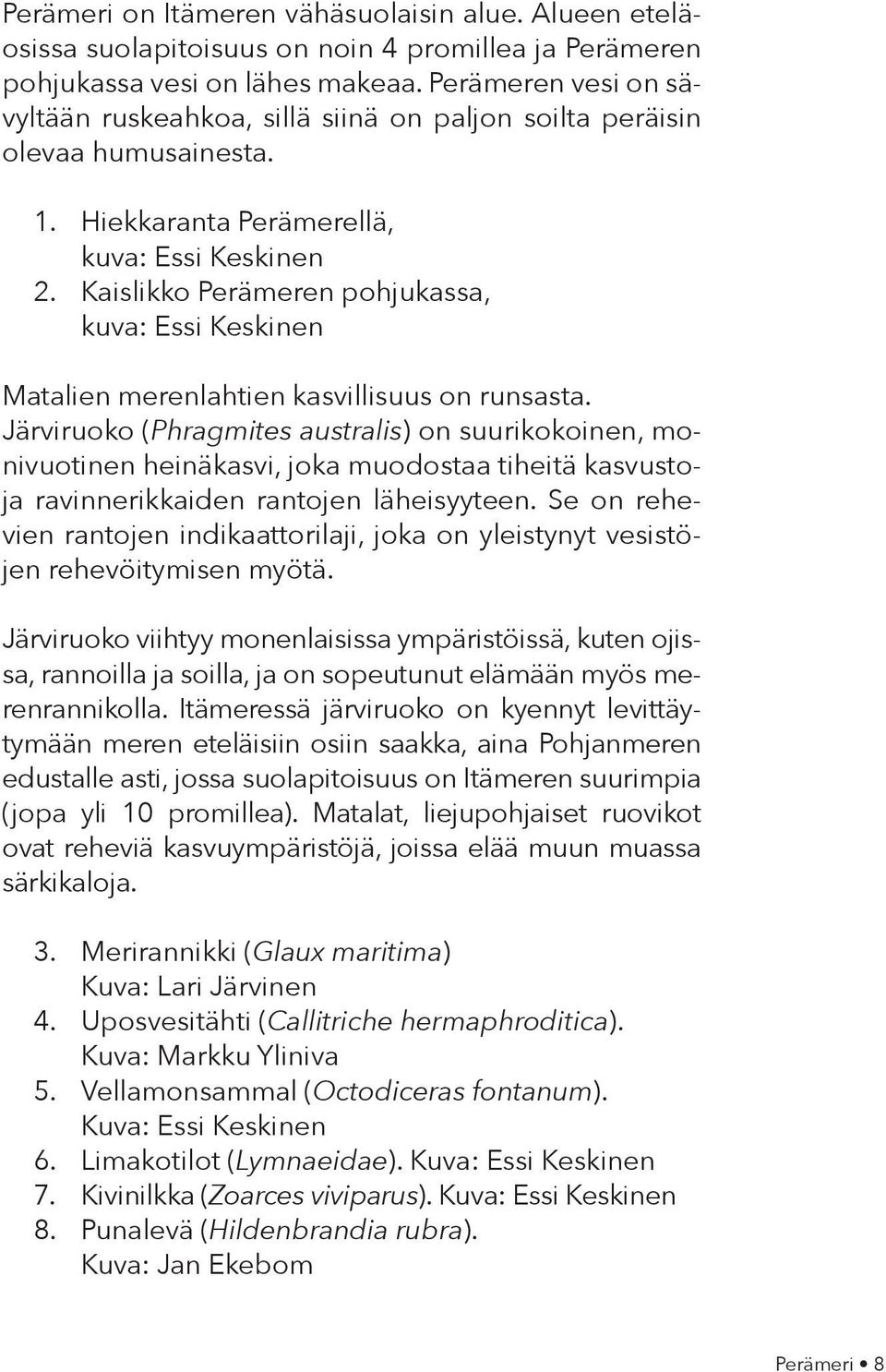 Kaislikko Perämeren pohjukassa, kuva: Essi Keskinen Matalien merenlahtien kasvillisuus on runsasta.