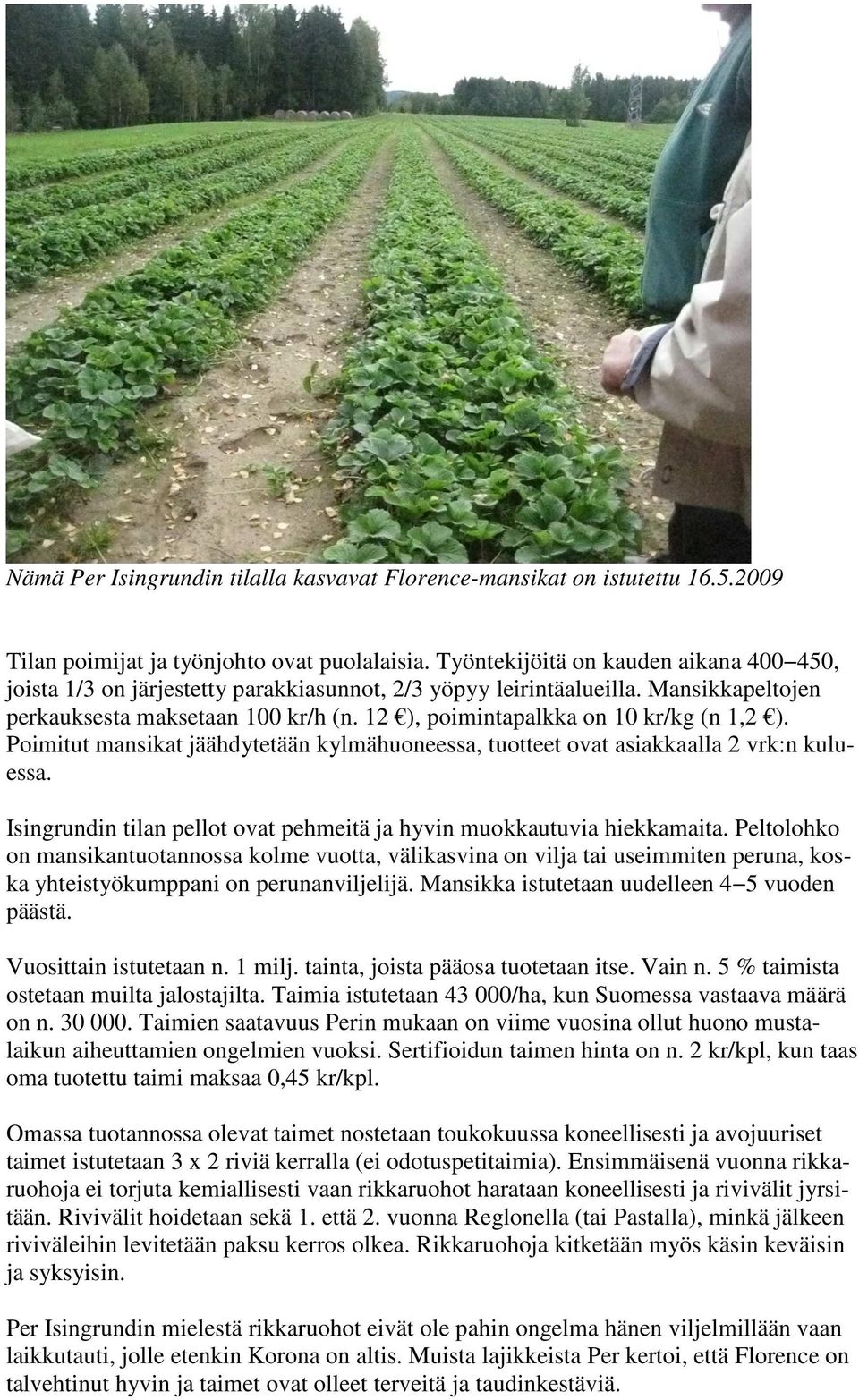 12 ), poimintapalkka on 10 kr/kg (n 1,2 ). Poimitut mansikat jäähdytetään kylmähuoneessa, tuotteet ovat asiakkaalla 2 vrk:n kuluessa.