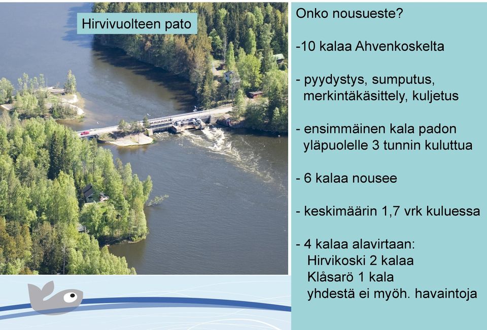 kuljetus - ensimmäinen kala padon yläpuolelle 3 tunnin kuluttua - 6 kalaa