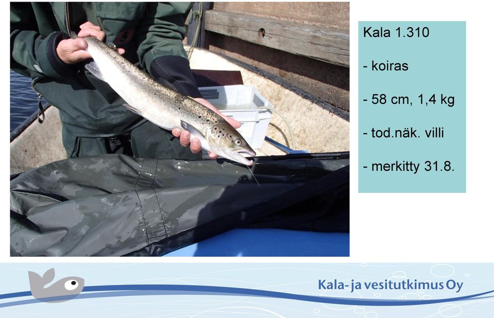 cm, 1,4 kg - tod.