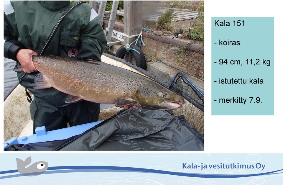 11,2 kg -