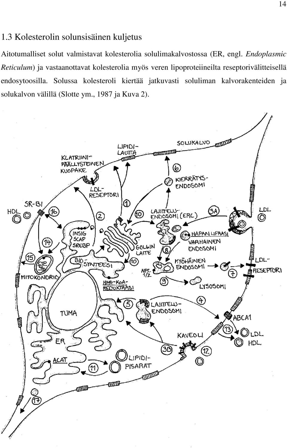 Endoplasmic Reticulum) ja vastaanottavat kolesterolia myös veren lipoproteiineilta