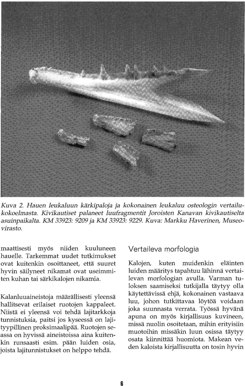 Tarkemmat uudet tutkimukset ovat kuitenkin osoittaneet, että suuret hyvin säilyneet nikamat ovat useimmiten kuhan tai särkikalojen nikamia.