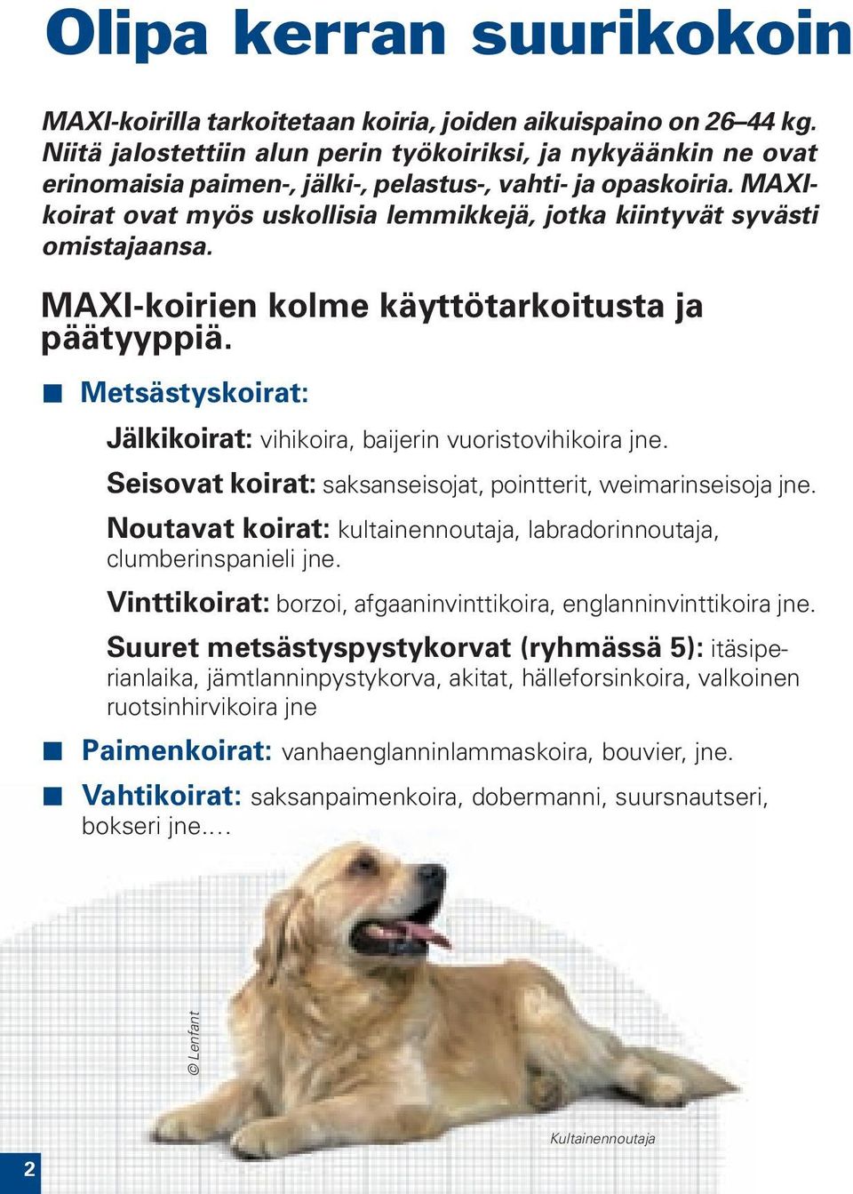 MAXIkoirat ovat myös uskollisia lemmikkejä, jotka kiintyvät syvästi omistajaansa. MAXI-koirien kolme käyttötarkoitusta ja päätyyppiä.