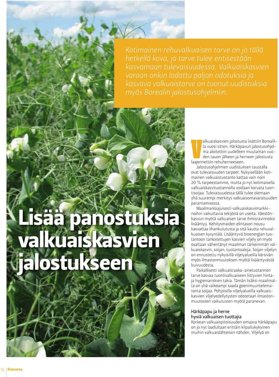 Lisää panostuksia valkuaiskasvien jalostukseen Valkuaiskasvien jalostusta lisättiin Borealilla vuosi sitten.