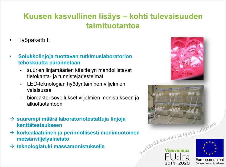 hyödyntäminen viljelmien valaisussa - bioreaktorisovellukset viljelmien monistukseen ja alkiotuotantoon suurempi määrä