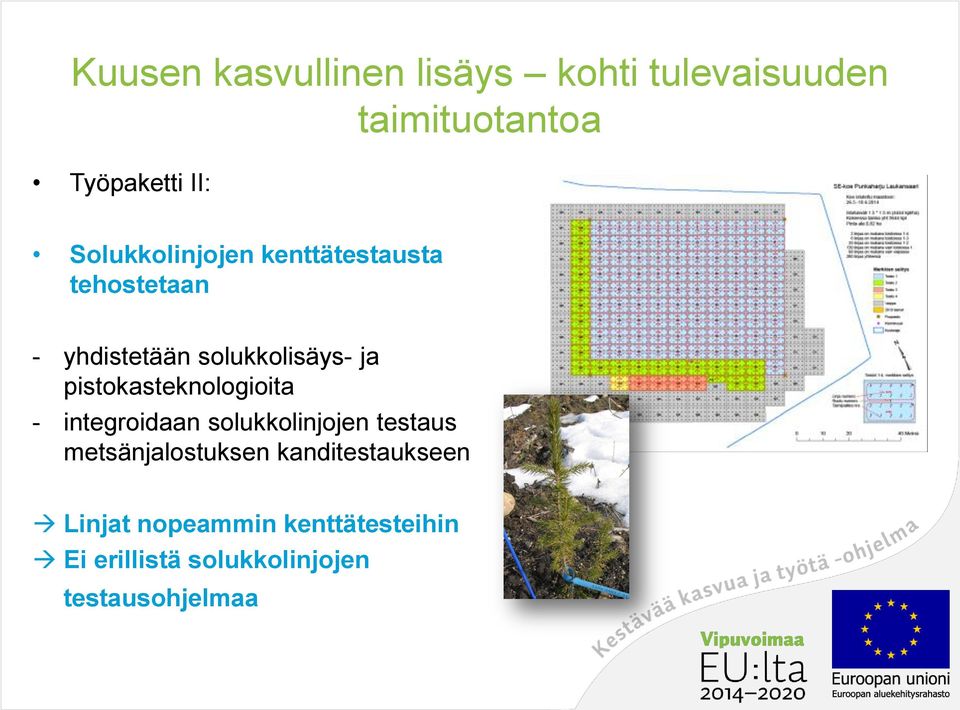 pistokasteknologioita - integroidaan solukkolinjojen testaus metsänjalostuksen