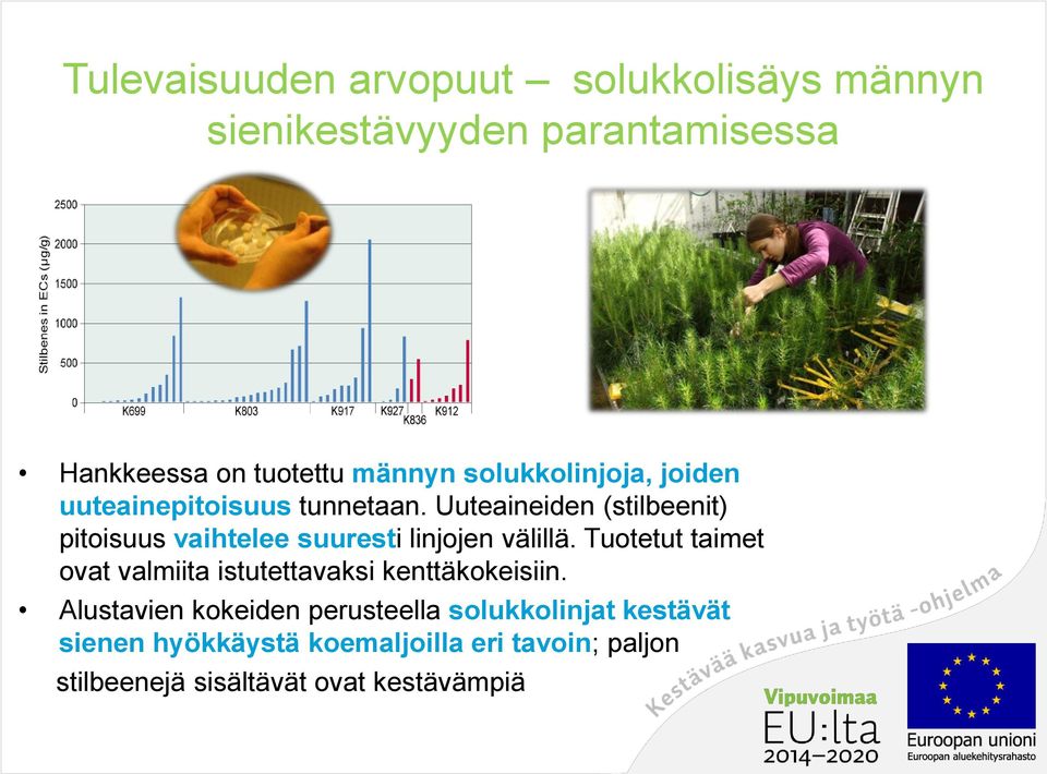 Uuteaineiden (stilbeenit) pitoisuus vaihtelee suuresti linjojen välillä.