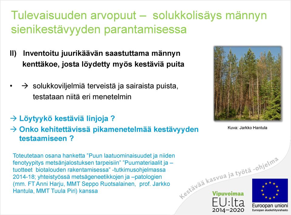 Kuva: Jarkko Hantula Toteutetaan osana hanketta Puun laatuominaisuudet ja niiden fenotyypitys metsänjalostuksen tarpeisiin Puumateriaalit ja tuotteet biotalouden