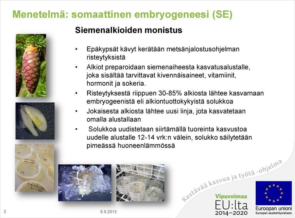 Risteytyksestä riippuen 30-85% alkiosta lähtee kasvamaan embryogeenistä eli alkiontuottokykyistä solukkoa Jokaisesta alkiosta lähtee uusi linja,