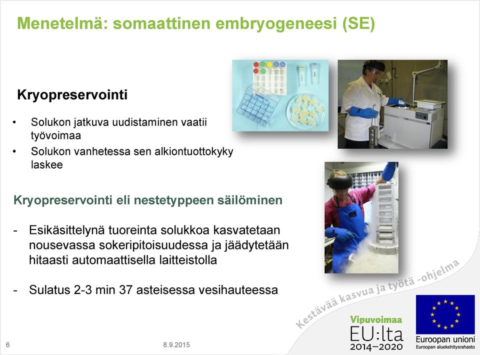 säilöminen - Esikäsittelynä tuoreinta solukkoa kasvatetaan nousevassa sokeripitoisuudessa ja