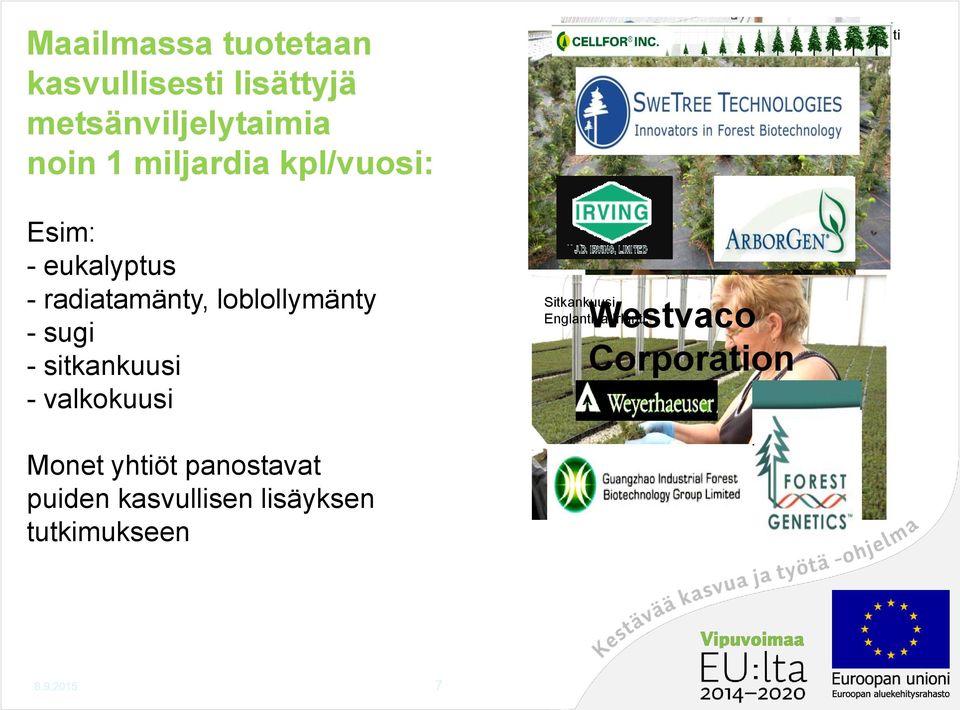 valkokuusi Sitkankuusi, Englanti Westvaco ja Irlanti Corporation Eukalyptus, Brasilia