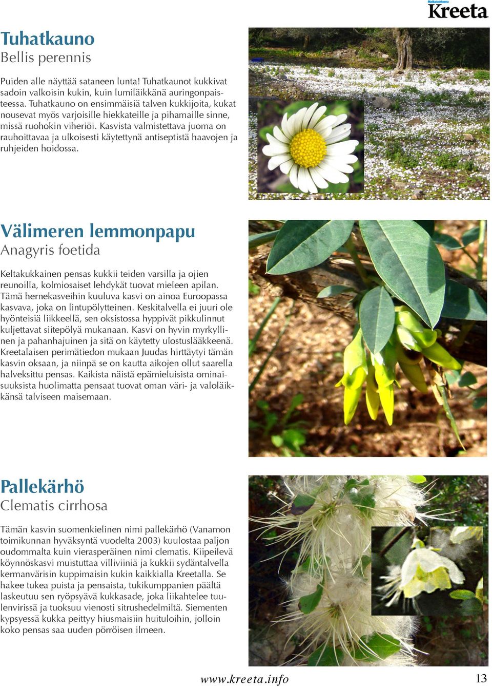 Kasvista valmistettava juoma on rauhoittavaa ja ulkoisesti käytettynä antiseptistä haavojen ja ruhjeiden hoidossa.