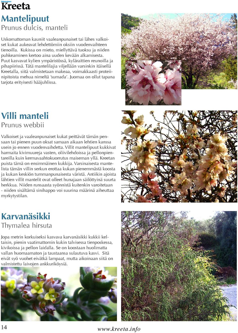 Tätä mantelilajia viljellään varsinkin itäisellä Kreetalla, siitä valmistetaan makeaa, voimakkaasti proteiinipitoista mehua nimeltä sumada. Juomaa on ollut tapana tarjota erityisesti hääjuhlissa.