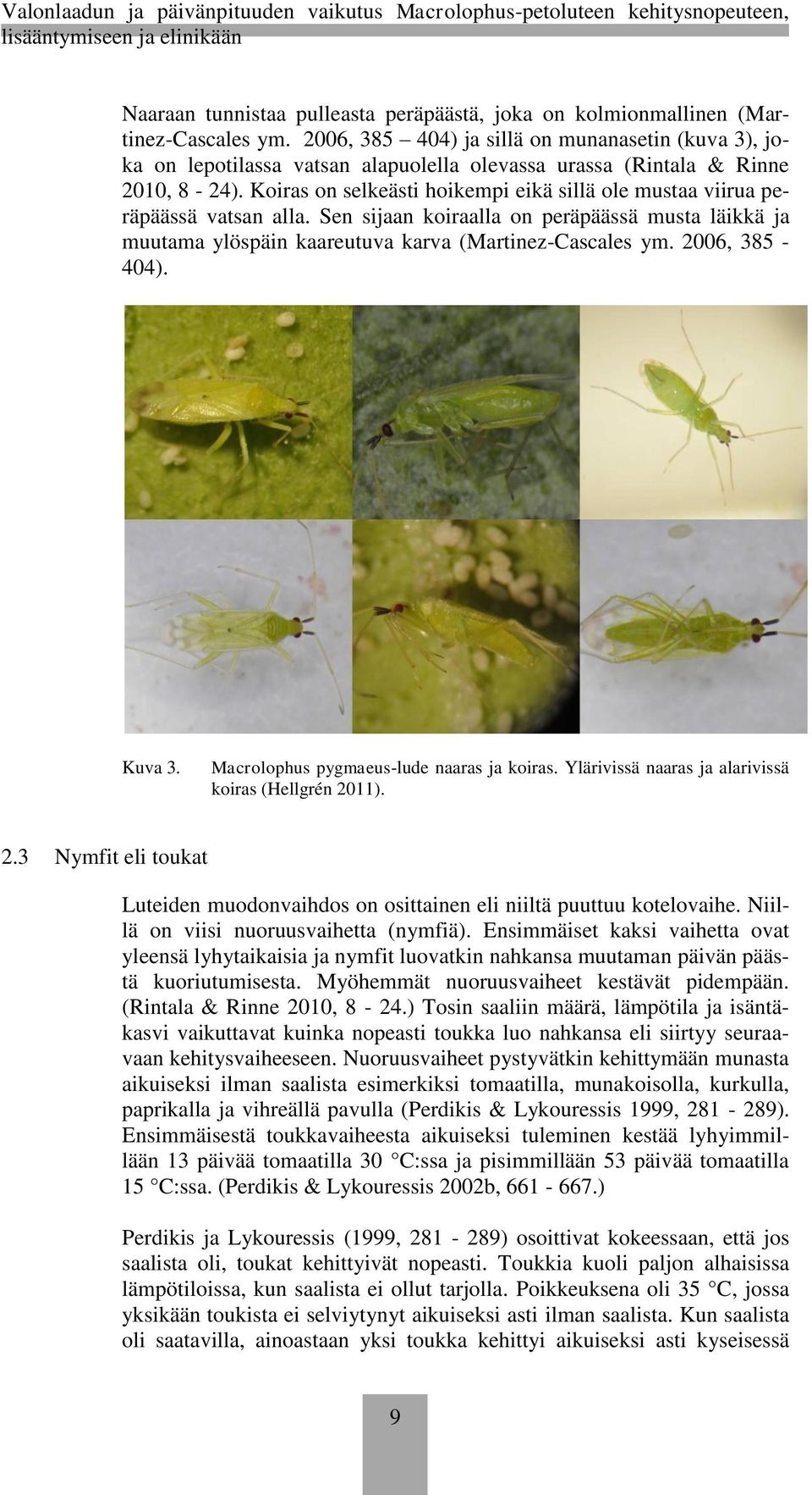 Koiras on selkeästi hoikempi eikä sillä ole mustaa viirua peräpäässä vatsan alla. Sen sijaan koiraalla on peräpäässä musta läikkä ja muutama ylöspäin kaareutuva karva (Martinez-Cascales ym.