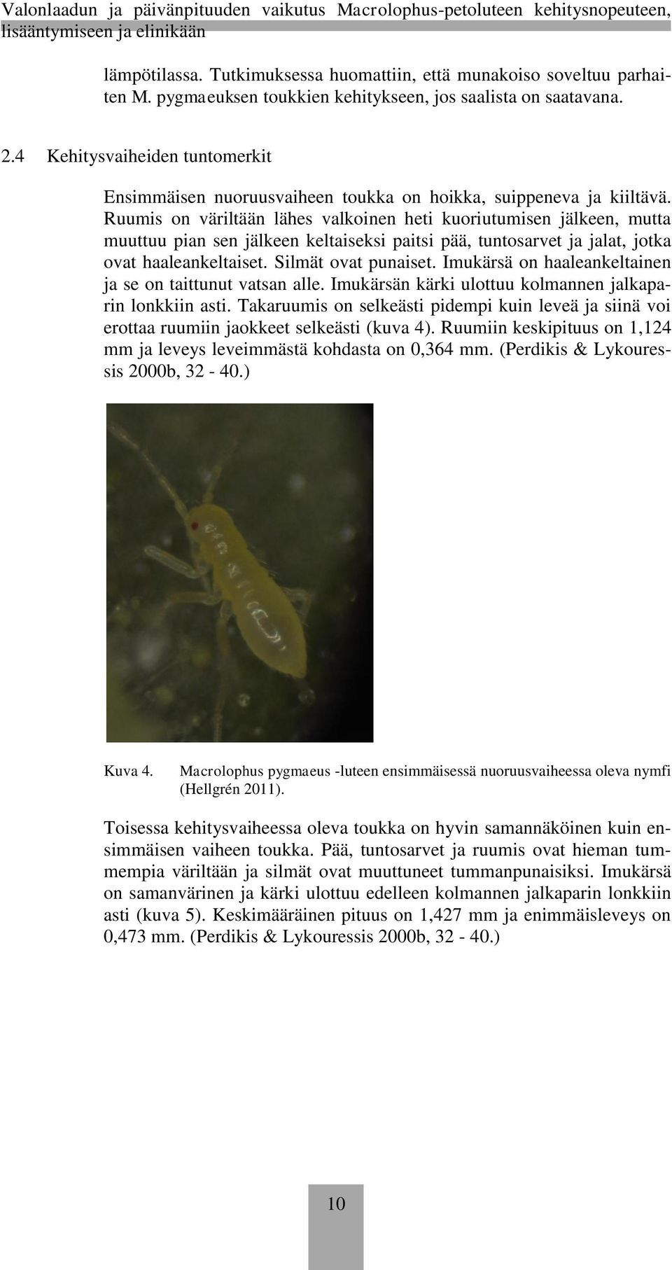 Ruumis on väriltään lähes valkoinen heti kuoriutumisen jälkeen, mutta muuttuu pian sen jälkeen keltaiseksi paitsi pää, tuntosarvet ja jalat, jotka ovat haaleankeltaiset. Silmät ovat punaiset.