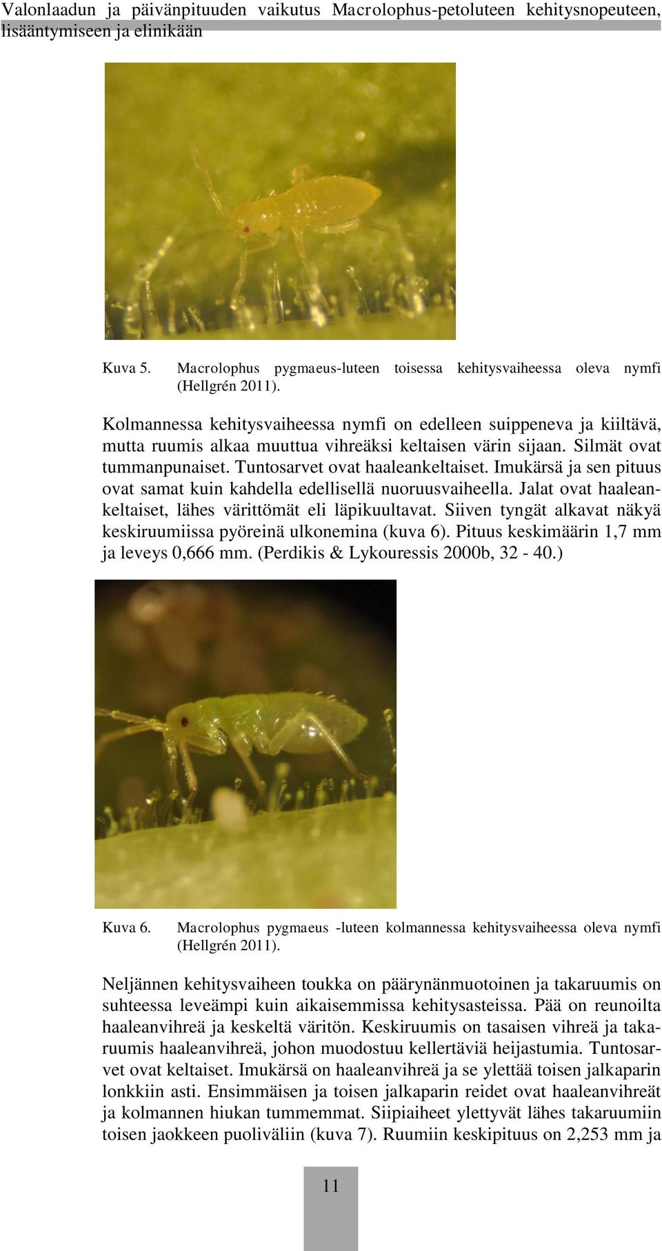 Imukärsä ja sen pituus ovat samat kuin kahdella edellisellä nuoruusvaiheella. Jalat ovat haaleankeltaiset, lähes värittömät eli läpikuultavat.