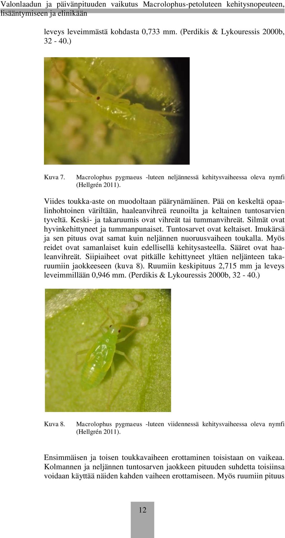 Keski- ja takaruumis ovat vihreät tai tummanvihreät. Silmät ovat hyvinkehittyneet ja tummanpunaiset. Tuntosarvet ovat keltaiset.