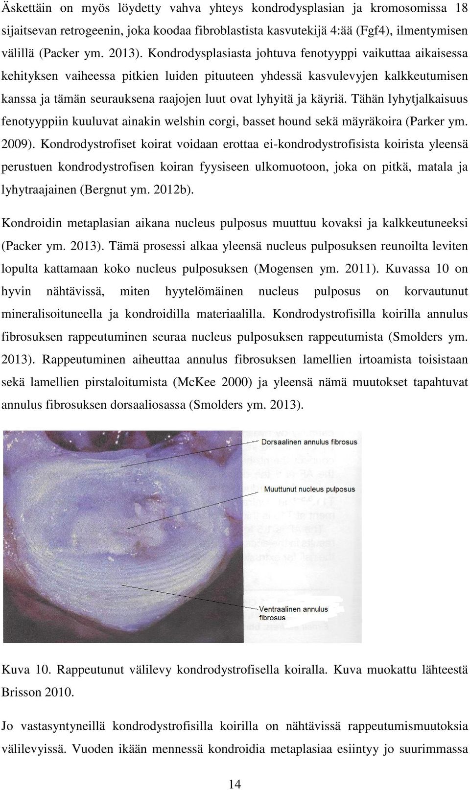 käyriä. Tähän lyhytjalkaisuus fenotyyppiin kuuluvat ainakin welshin corgi, basset hound sekä mäyräkoira (Parker ym. 2009).