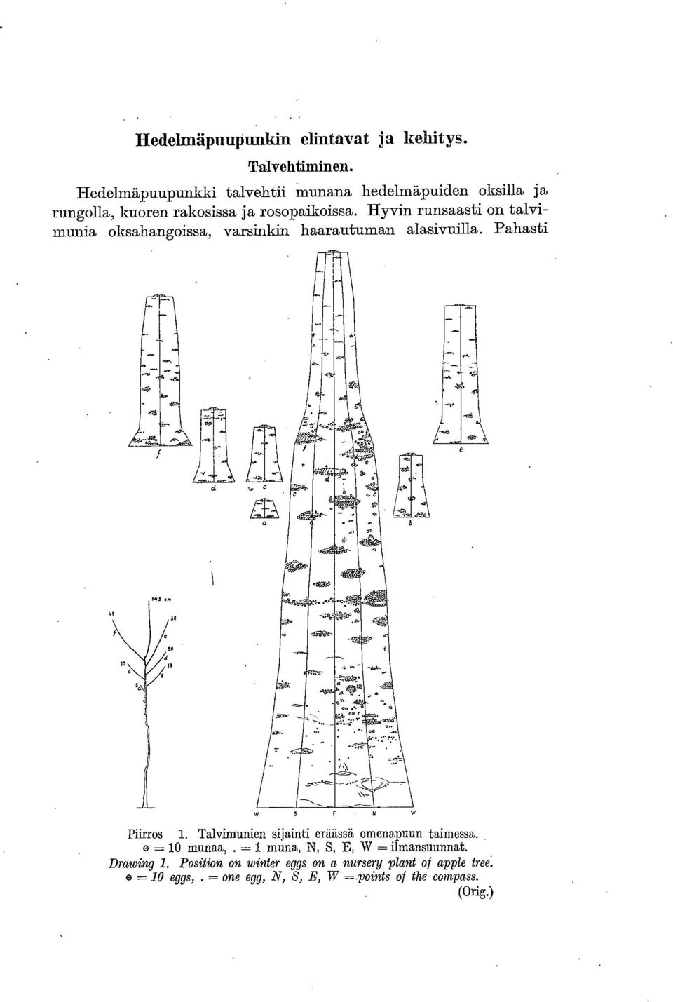 Hyvin runsaasti on talvimunia oksahangoissa, varsinkin haarautuman alasivuilla. Pahasti Piirros.
