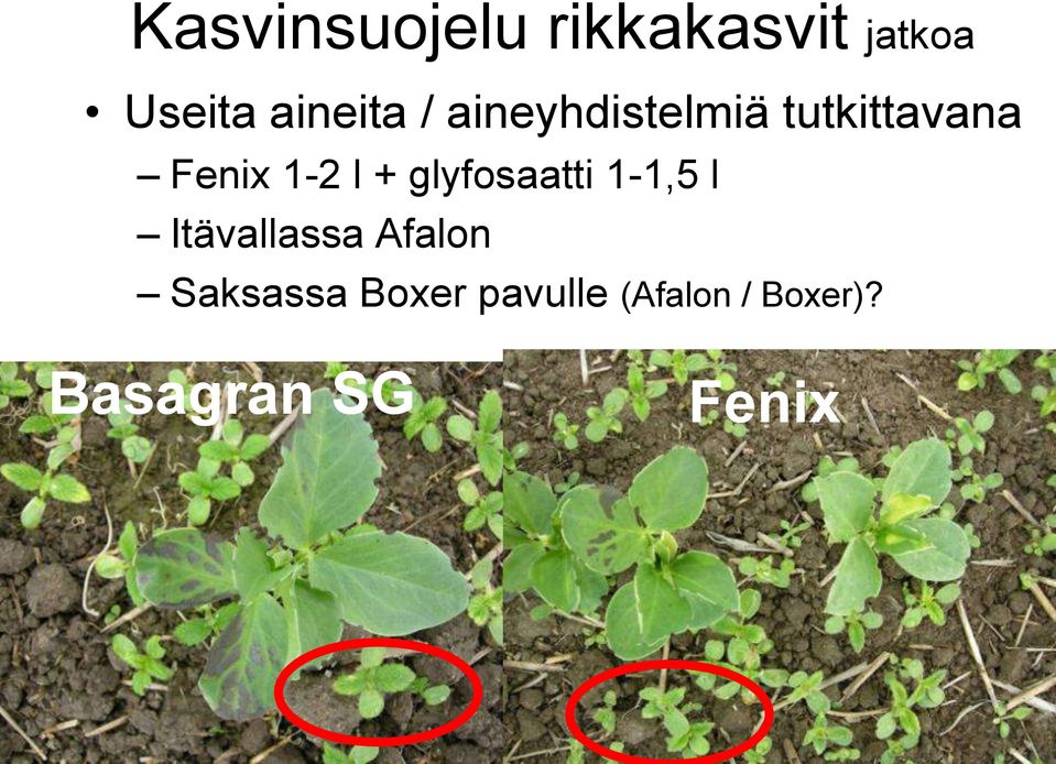 glyfosaatti 1-1,5 l Itävallassa Afalon Saksassa