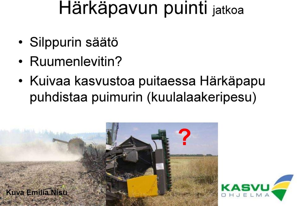 Kuivaa kasvustoa puitaessa Härkäpapu