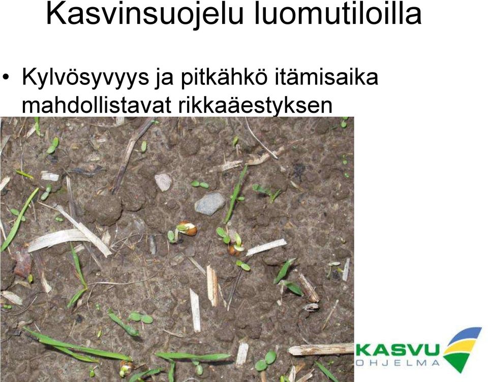 Kylvösyvyys ja