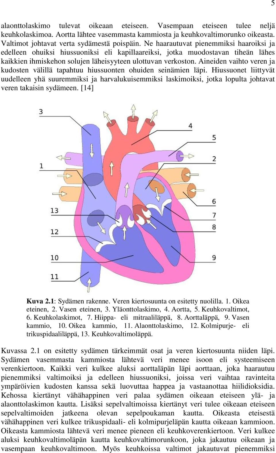 Ne haarautuvat pienemmiksi haaroiksi ja edelleen ohuiksi hiussuoniksi eli kapillaareiksi, jotka muodostavan tiheän lähes kaikkien ihmiskehon solujen läheisyyteen ulottuvan verkoston.