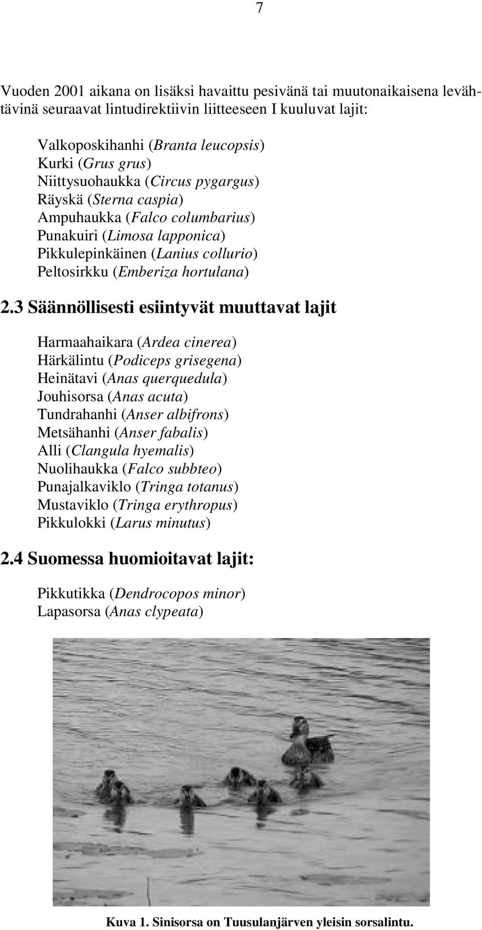 3 Säännöllisesti esiintyvät muuttavat lajit Harmaahaikara (Ardea cinerea) Härkälintu (Podiceps grisegena) Heinätavi (Anas querquedula) Jouhisorsa (Anas acuta) Tundrahanhi (Anser albifrons) Metsähanhi