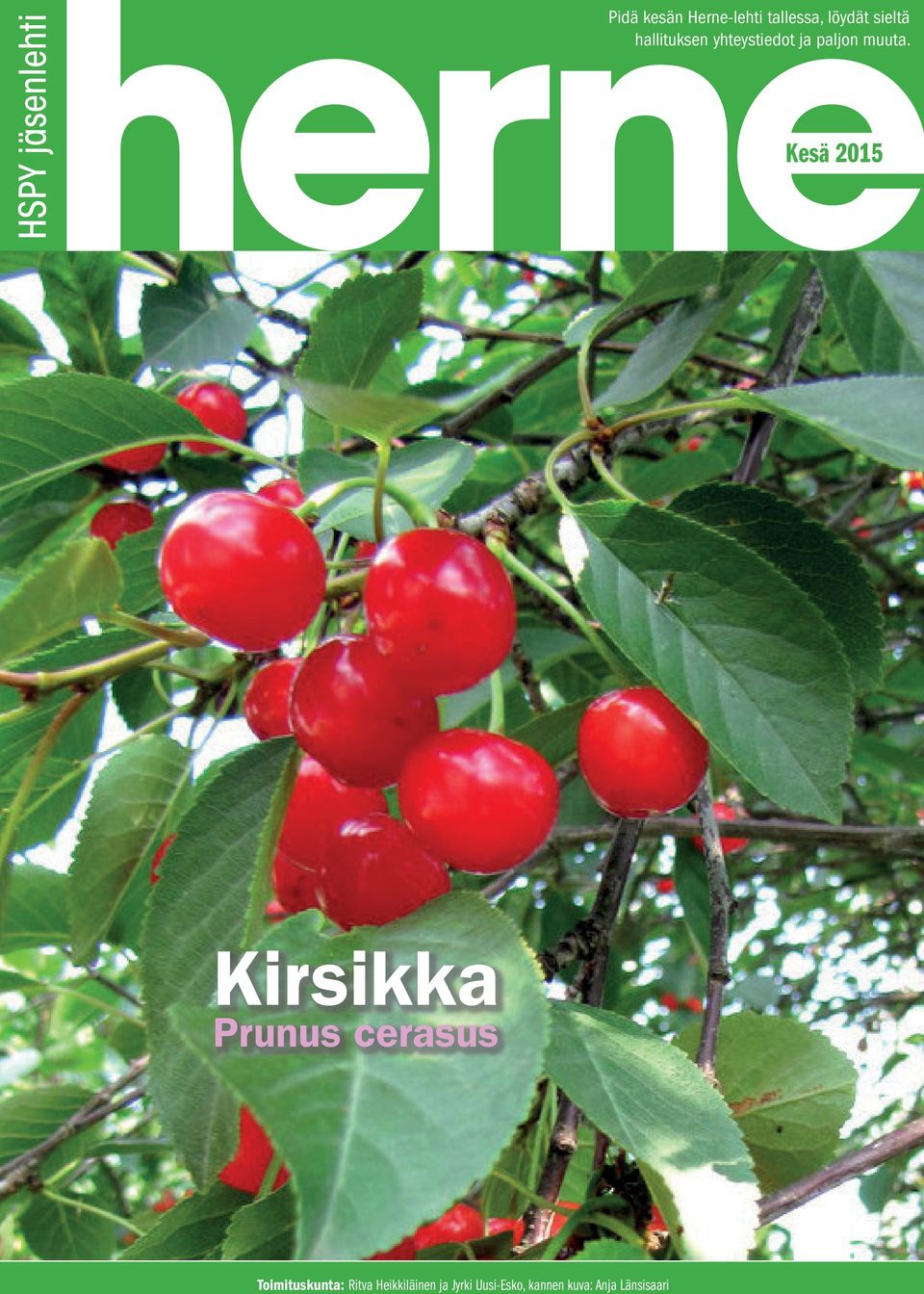 Kesä 2015 Kirsikka Prunus cerasus Toimituskunta: Ritva