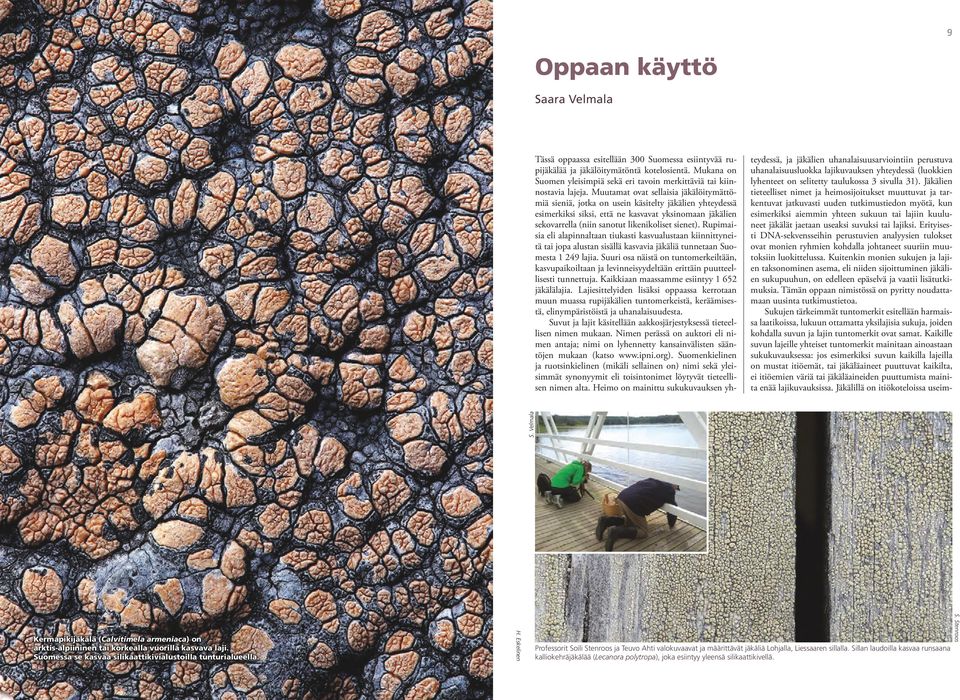 Muutamat ovat sellaisia jäkälöitymättömiä sieniä, jotka on usein käsitelty jäkälien yhteydessä esimerkiksi siksi, että ne kasvavat yksinomaan jäkälien sekovarrella (niin sanotut likenikoliset sienet).