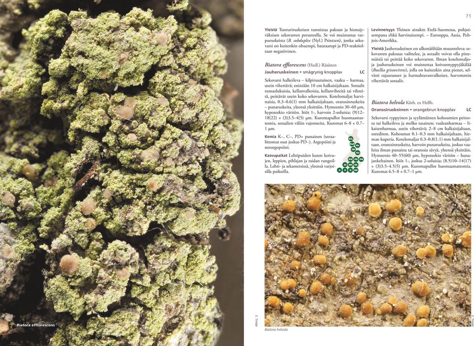 ) Räsänen Jauheruskeinen smågrynig knopplav Sekovarsi halkeileva kilpiruutuinen, vaalea harmaa, usein vihertävä; enintään 10 cm halkaisijaltaan.