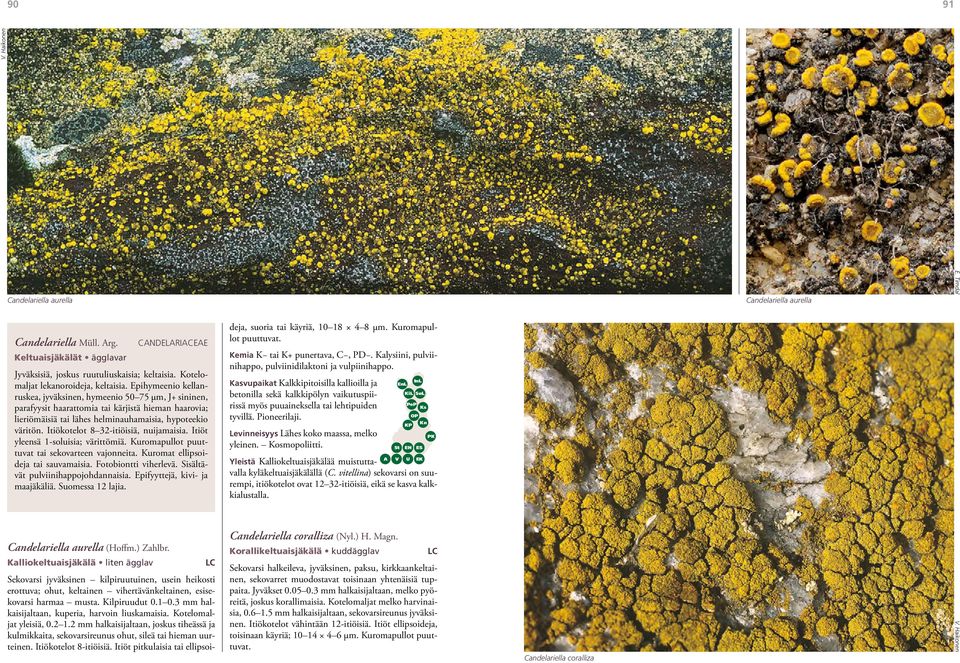 Epihymeenio kellanruskea, jyväksinen, hymeenio 50 75 µm, J+ sininen, parafyysit haarattomia tai kärjistä hieman haarovia; lieriömäisiä tai lähes helminauhamaisia, hypoteekio väritön.