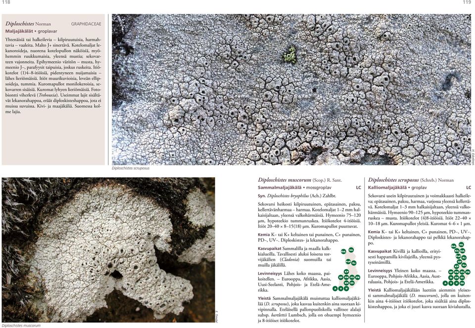 Itiökotelot (1)4 8-itiöisiä, pidentyneen nuijamaisia lähes lieriömäisiä. Itiöt muurikuvioisia, leveän ellipsoideja, tummia. Kuromapullot monilokeroisia, sekovarren sisäisiä.