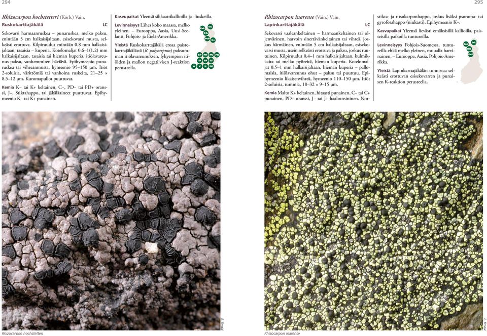 Epihymeenio punaruskea tai vihreänmusta, hymeenio 95 150 µm. Itiöt 2-soluisia, värittömiä tai vanhoina ruskeita, 21 25 8.5 12 μm. Kuromapullot puuttuvat.