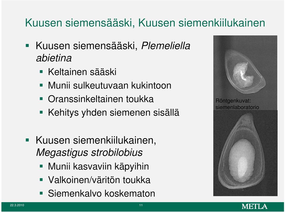 siemenen sisällä Röntgenkuvat: siemenlaboratorio i Kuusen siemenkiilukainen, Megastigus