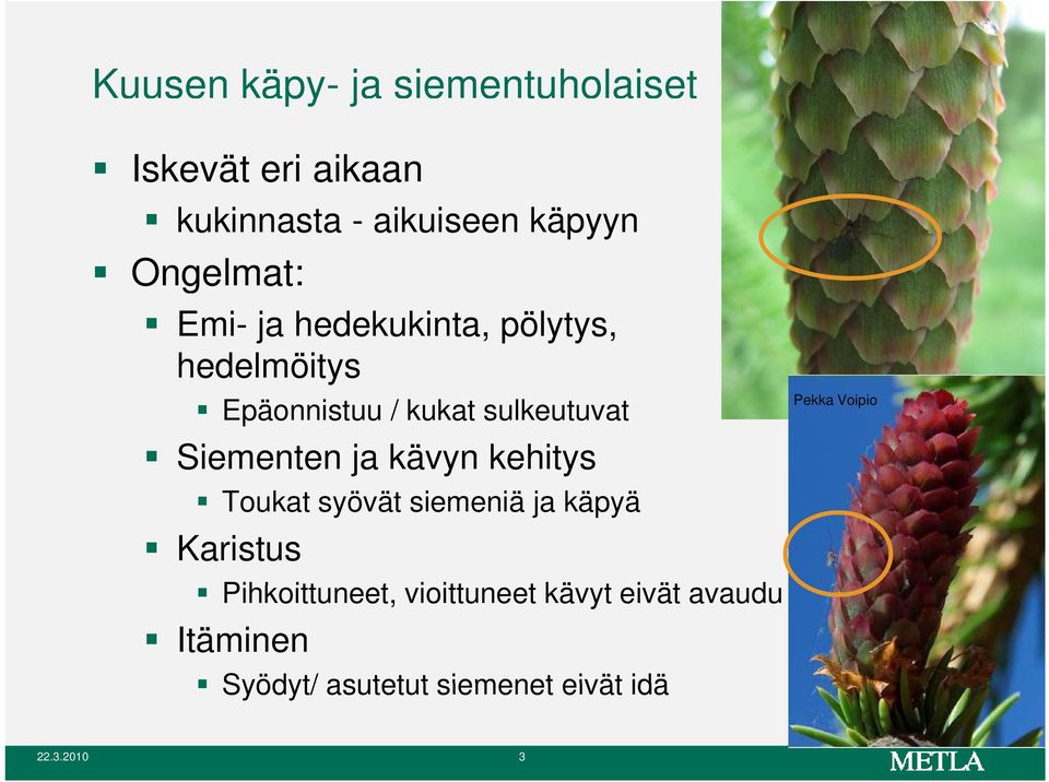 Siementen ja kävyn kehitys Toukat syövät siemeniä ja käpyä Karistus Pihkoittuneet, itt t