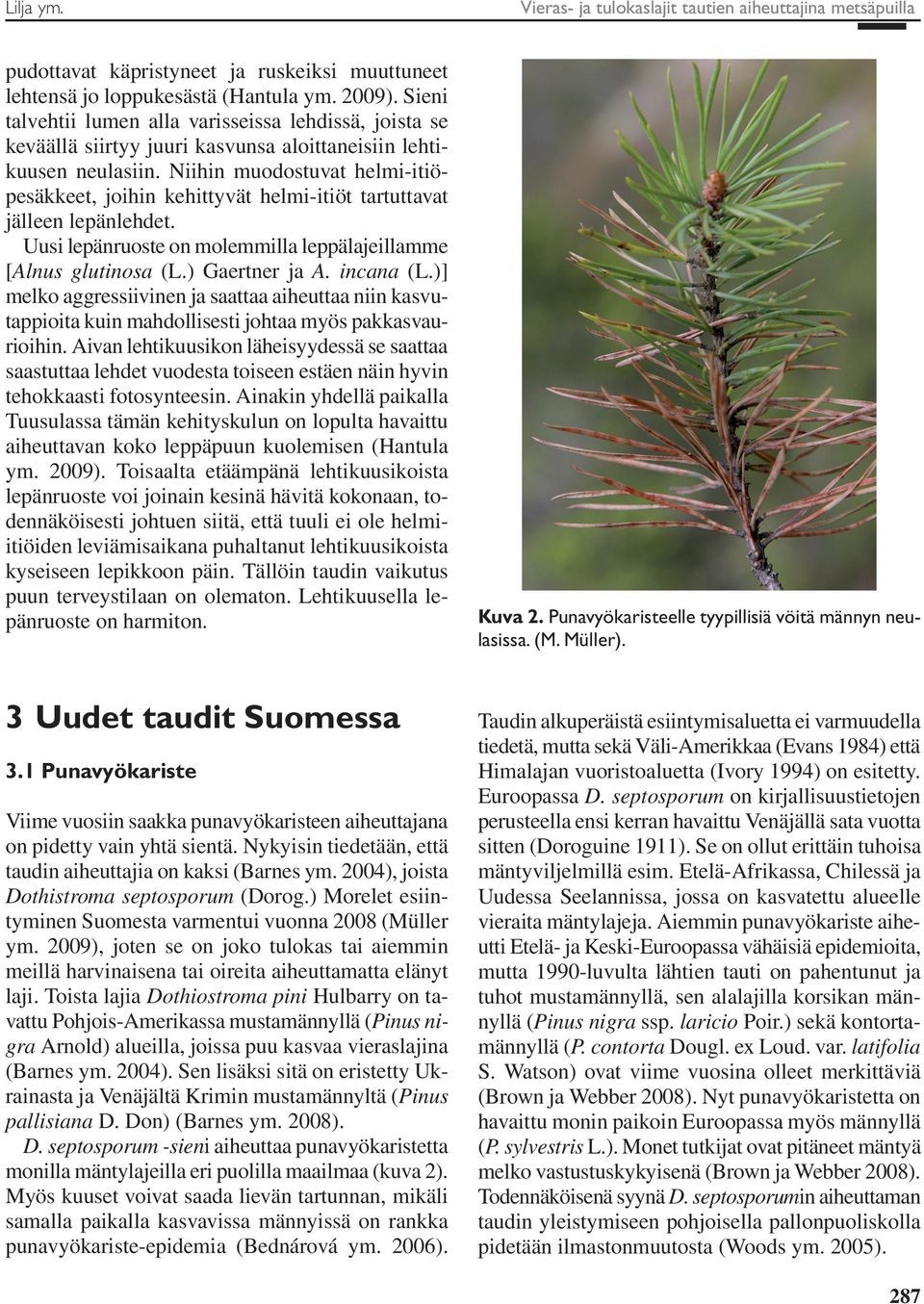 Niihin muodostuvat helmi-itiöpesäkkeet, joihin kehittyvät helmi-itiöt tartuttavat jälleen lepänlehdet. Uusi lepänruoste on molemmilla leppälajeillamme [Alnus glutinosa (L.) Gaertner ja A. incana (L.