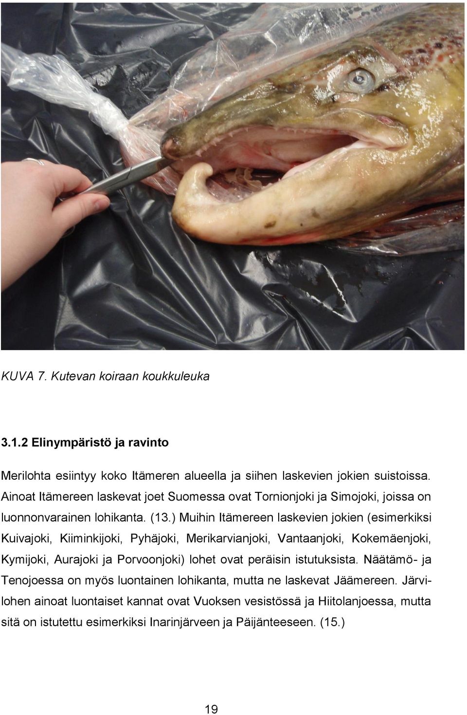 ) Muihin Itämereen laskevien jokien (esimerkiksi Kuivajoki, Kiiminkijoki, Pyhäjoki, Merikarvianjoki, Vantaanjoki, Kokemäenjoki, Kymijoki, Aurajoki ja Porvoonjoki) lohet ovat