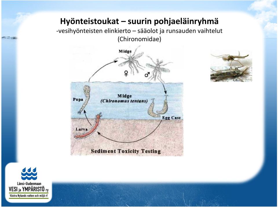 -vesihyönteisten elinkierto