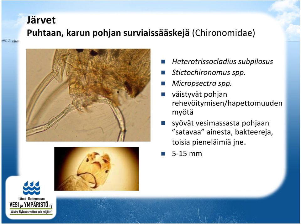 Micropsectra spp.