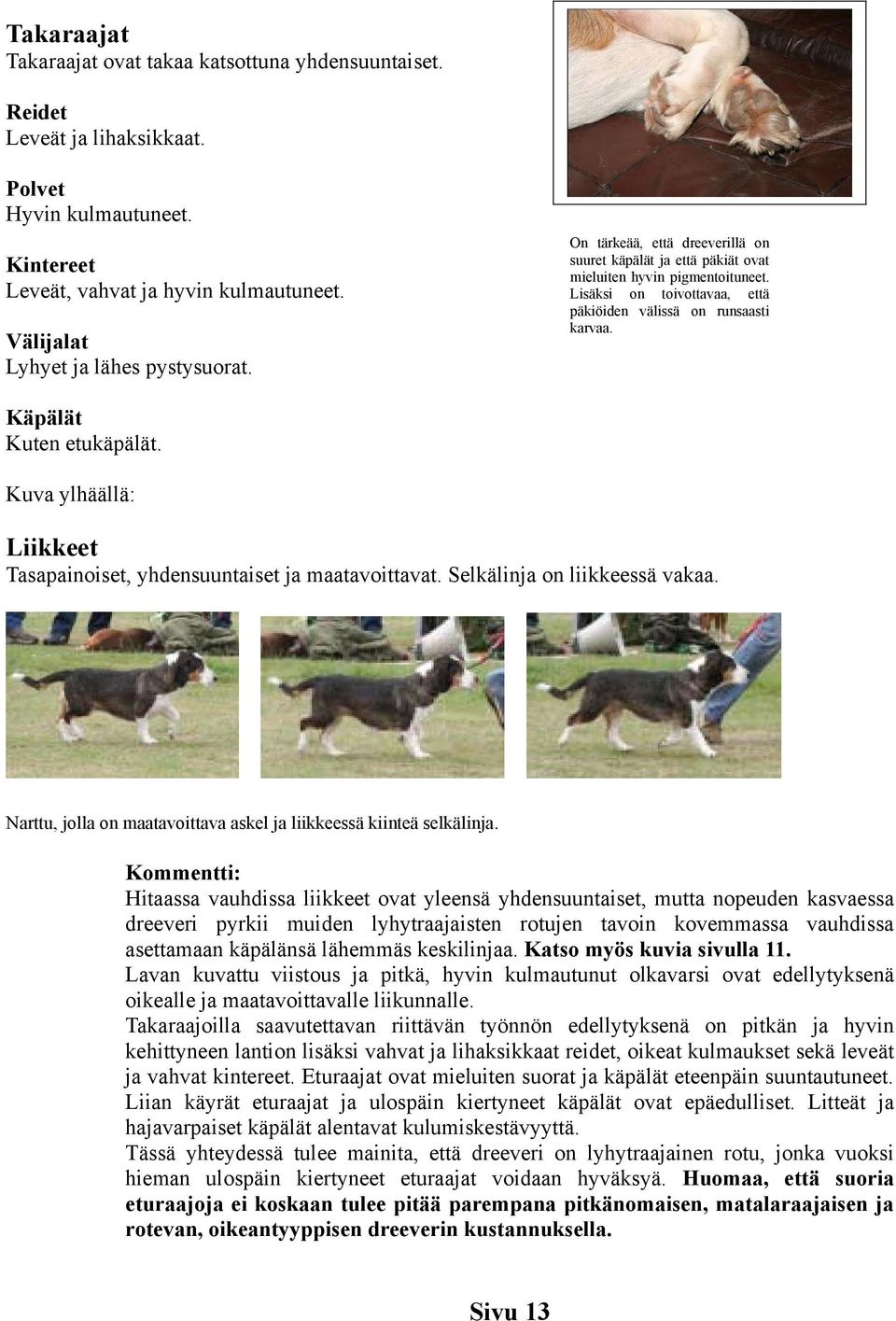 Kintereet Leveät, vahvat ja hyvin kulmautuneet. Välijalat Lyhyet ja lähes pystysuorat. Käpälät Kuten etukäpälät. Kuva ylhäällä: Liikkeet Tasapainoiset, yhdensuuntaiset ja maatavoittavat.