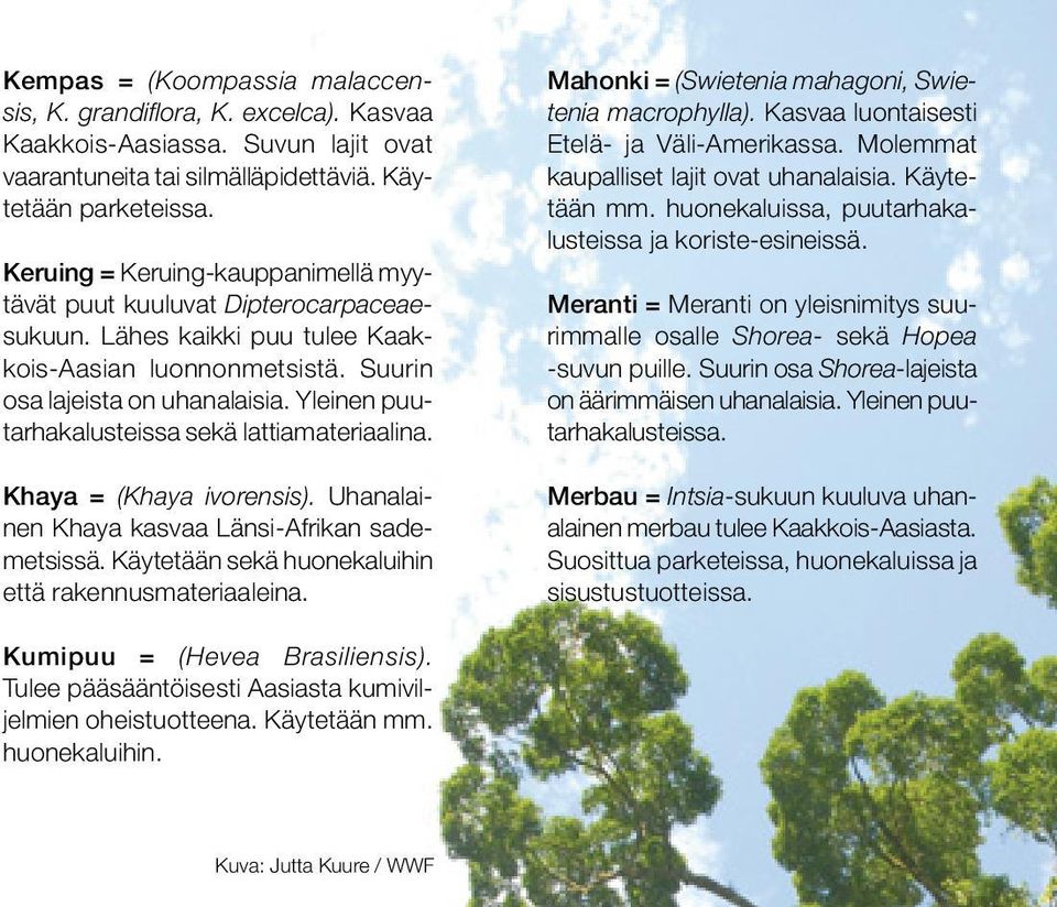 Yleinen puutarhakalusteissa sekä lattiamateriaalina. Khaya = (Khaya ivorensis). Uhanalainen Khaya kasvaa Länsi-Afrikan sademetsissä. Käytetään sekä huonekaluihin että rakennusmateriaaleina.