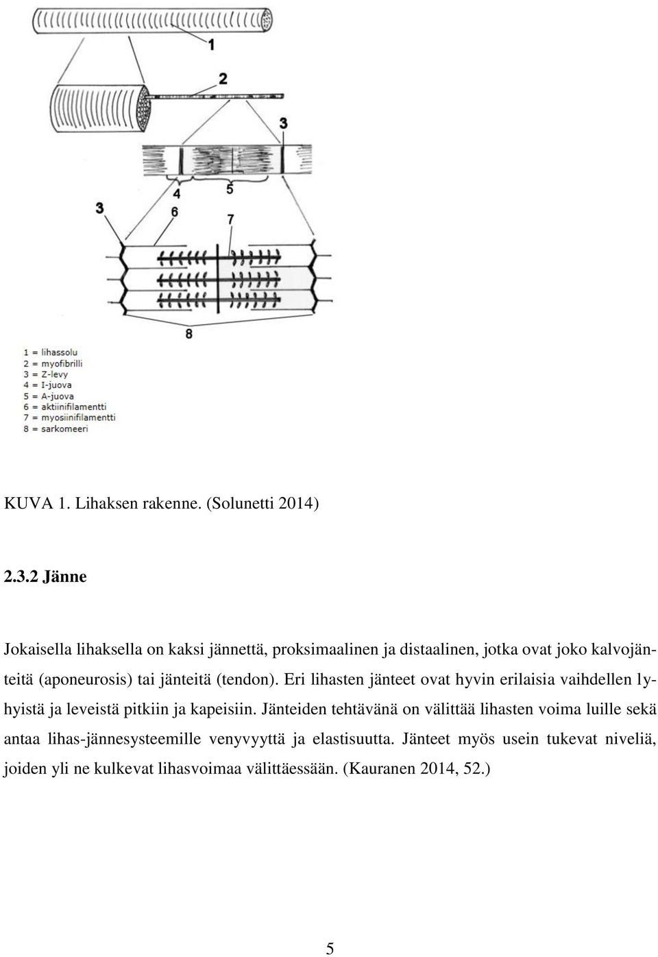 jänteitä (tendon). Eri lihasten jänteet ovat hyvin erilaisia vaihdellen lyhyistä ja leveistä pitkiin ja kapeisiin.