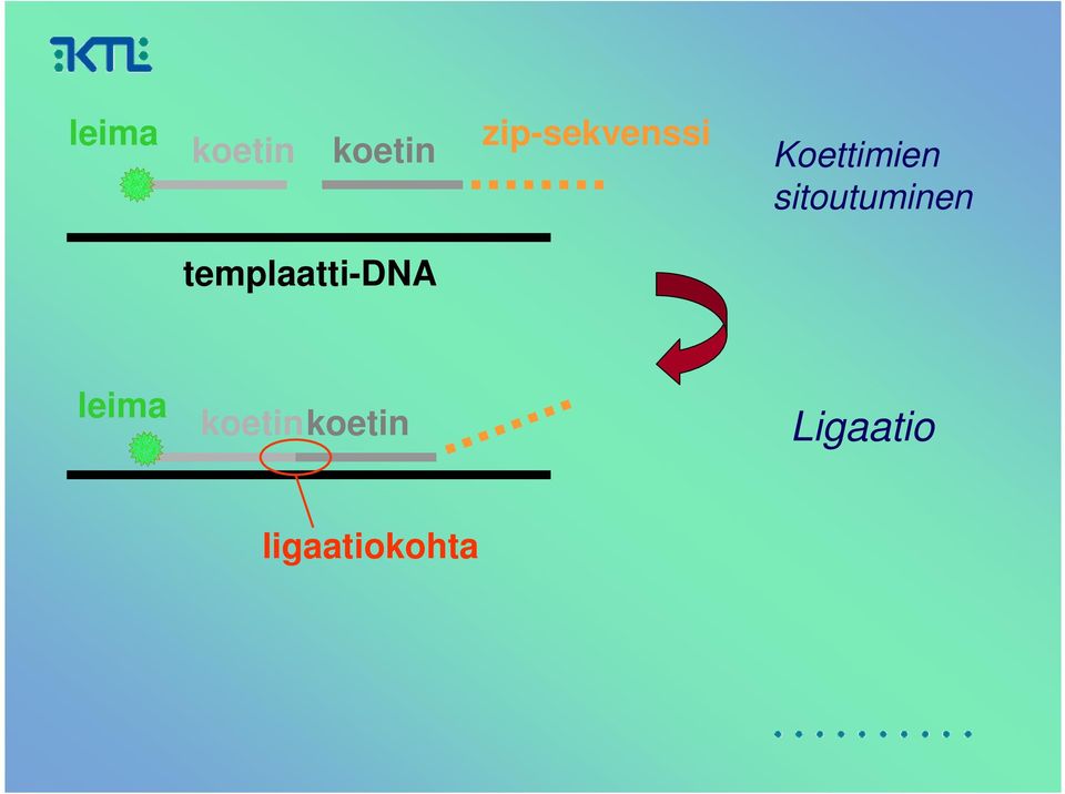 sitoutuminen templaatti-dna