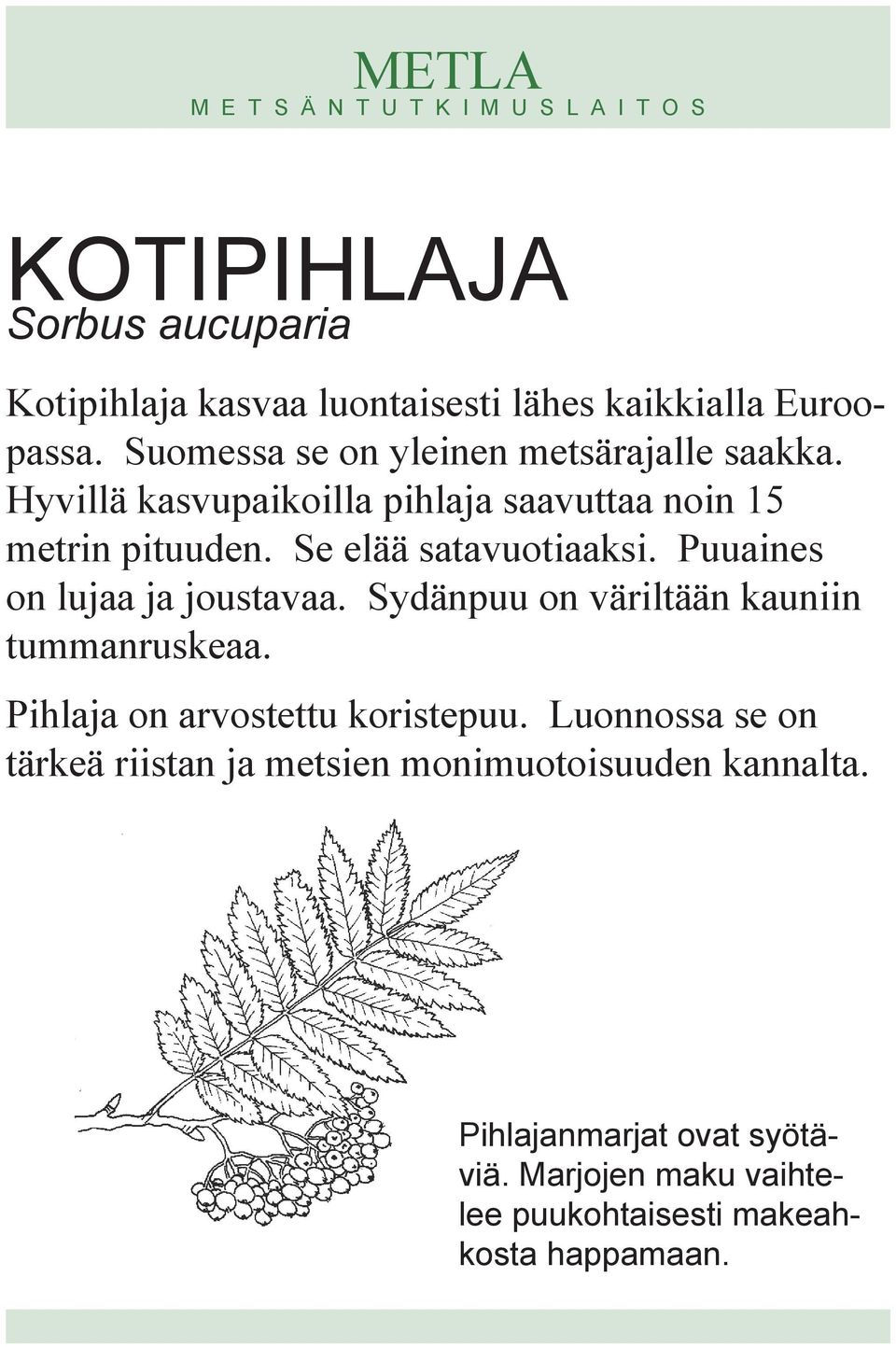 Se elää satavuotiaaksi. Puuaines on lujaa ja joustavaa. Sydänpuu on väriltään kauniin tummanruskeaa.