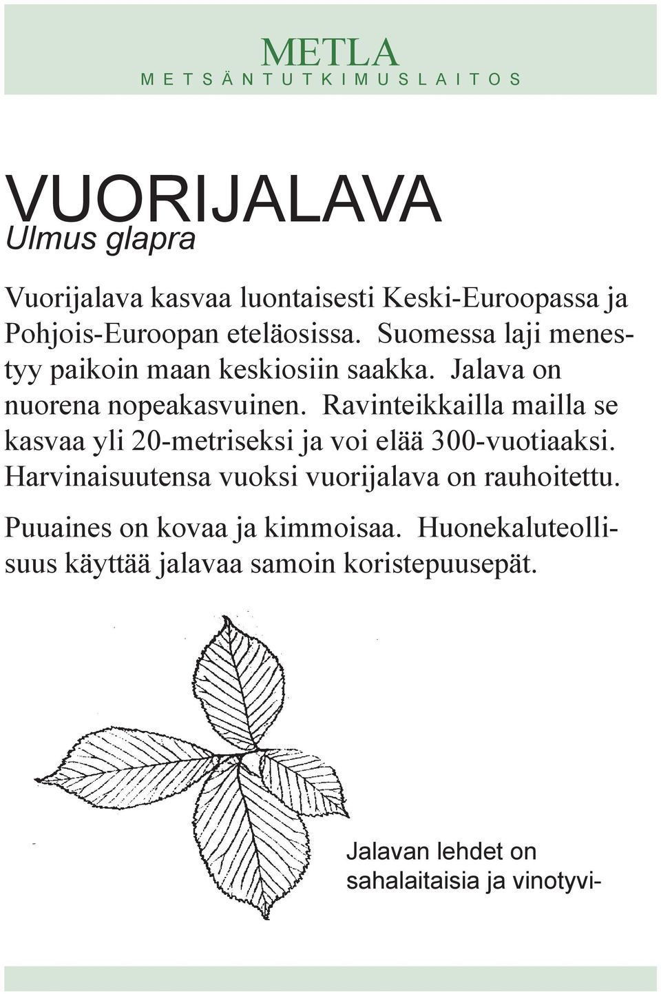 Ravinteikkailla mailla se kasvaa yli 20-metriseksi ja voi elää 300-vuotiaaksi.