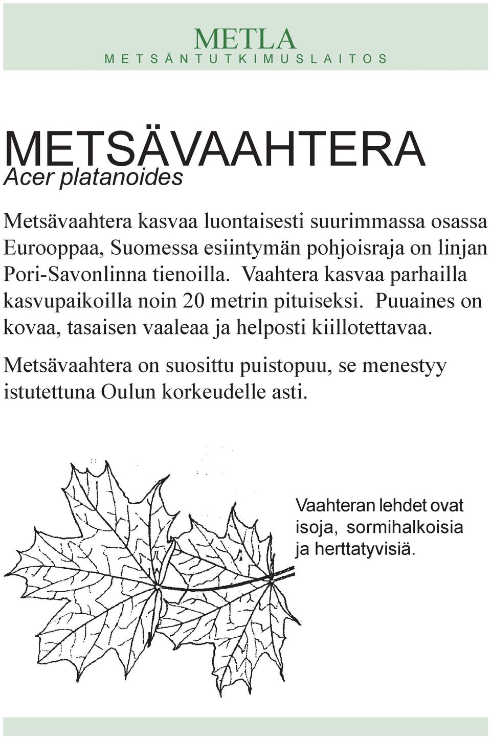 Vaahtera kasvaa parhailla kasvupaikoilla noin 20 metrin pituiseksi.