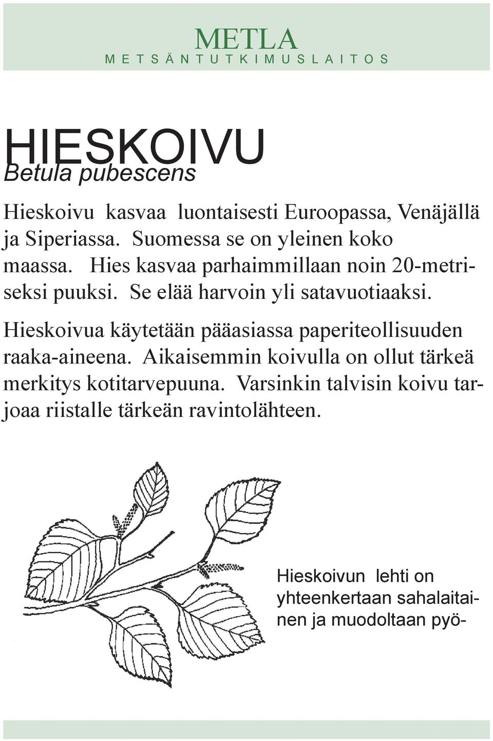 Se elää harvoin yli satavuotiaaksi. Hieskoivua käytetään pääasiassa paperiteollisuuden raaka-aineena.