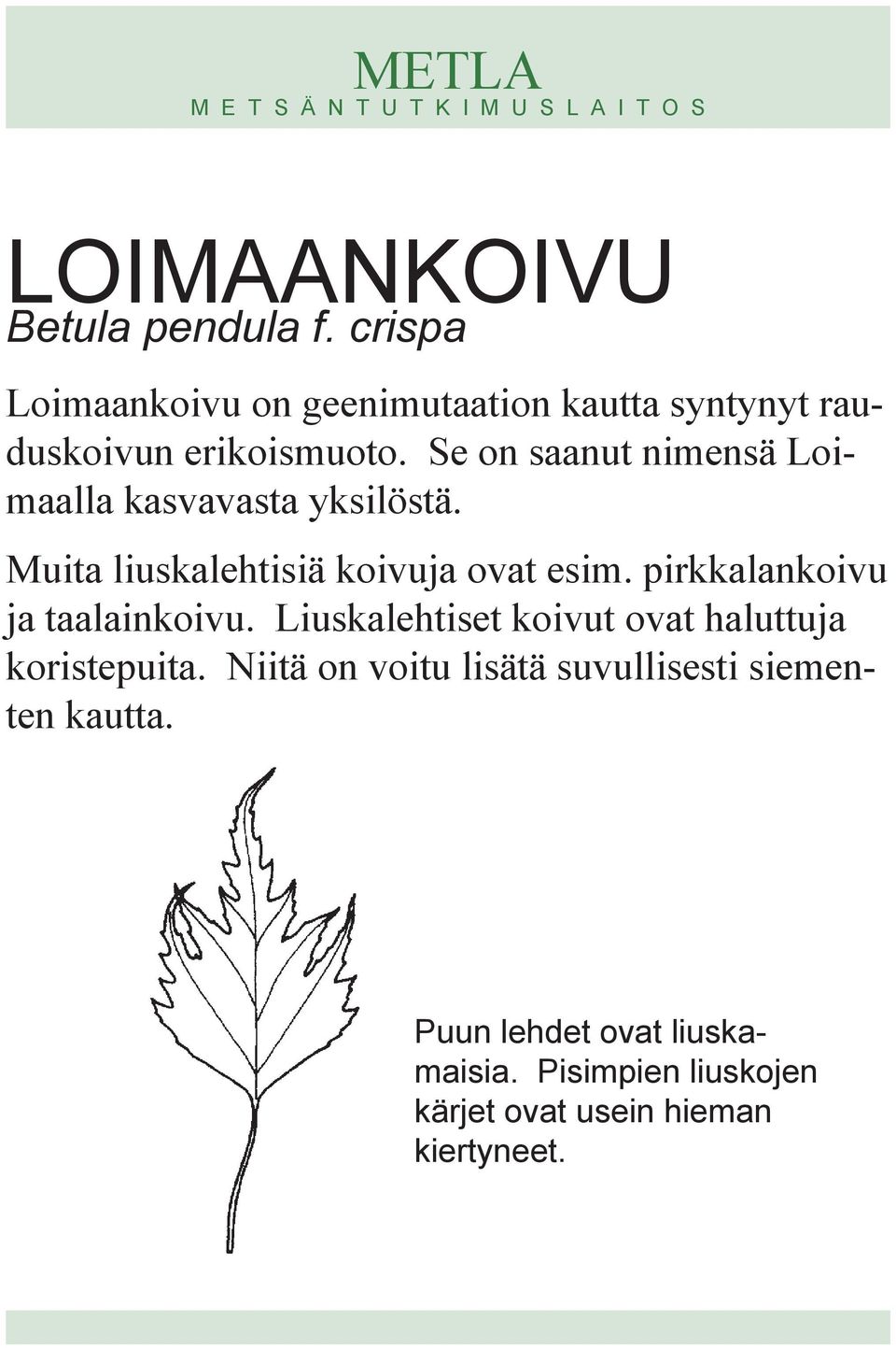 Se on saanut nimensä Loimaalla kasvavasta yksilöstä. Muita liuskalehtisiä koivuja ovat esim.